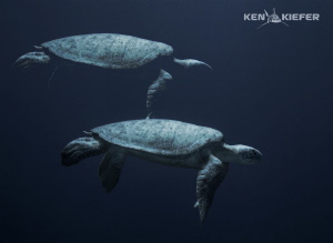 Huge Green Seaturtle slowly dropping off into the Abyss 
... by Ken Kiefer 